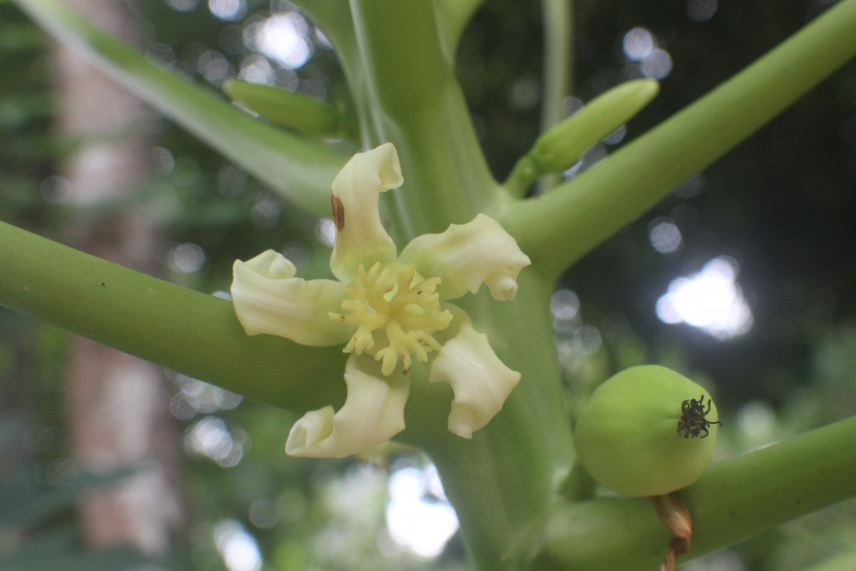 Carica papaya L.